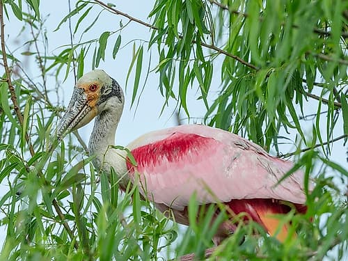 Roseate spoonbill, Smith Oaks Sanctuary, Bolivar Peninsula, High Island, Texas Art Print